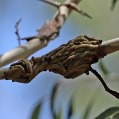 Pergidae sp. (family) at Paddys River, ACT - 19 Jan 2021