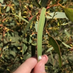 Glycaspis sp. (genus) (Unidentified sugary lerp) at Red Hill to Yarralumla Creek - 20 Jan 2021 by Tapirlord