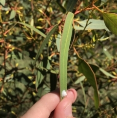 Glycaspis sp. (genus) (Unidentified sugary lerp) at Hughes Garran Woodland - 20 Jan 2021 by Tapirlord