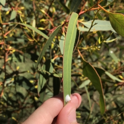 Glycaspis sp. (genus) (Unidentified sugary lerp) at Red Hill to Yarralumla Creek - 20 Jan 2021 by Tapirlord