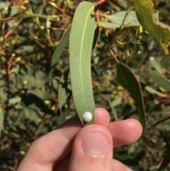 Glycaspis sp. (genus) at Garran, ACT - 20 Jan 2021