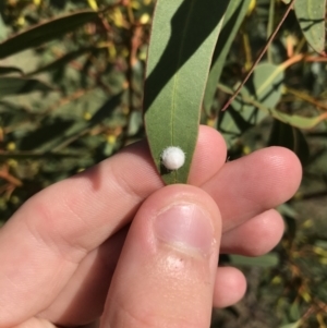 Glycaspis sp. (genus) at Garran, ACT - 20 Jan 2021