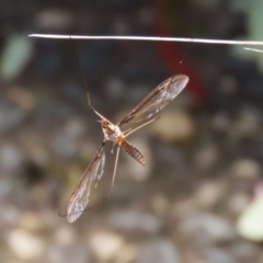 Leptotarsus (Macromastix) costalis (Common Brown Crane Fly) at Tidbinbilla Nature Reserve - 19 Jan 2021 by RodDeb