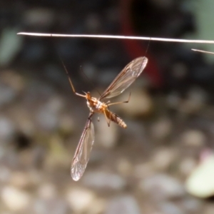 Leptotarsus (Macromastix) costalis at Paddys River, ACT - 19 Jan 2021 03:08 PM