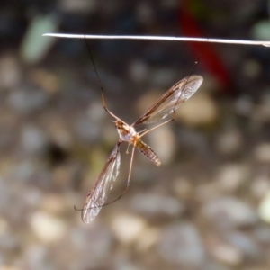 Leptotarsus (Macromastix) costalis at Paddys River, ACT - 19 Jan 2021