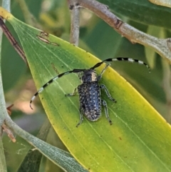 Ancita marginicollis (A longhorn beetle) at Hughes, ACT - 17 Jan 2021 by JackyF