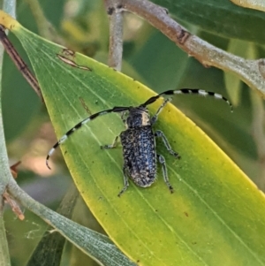 Ancita marginicollis at Red Hill to Yarralumla Creek - 18 Jan 2021