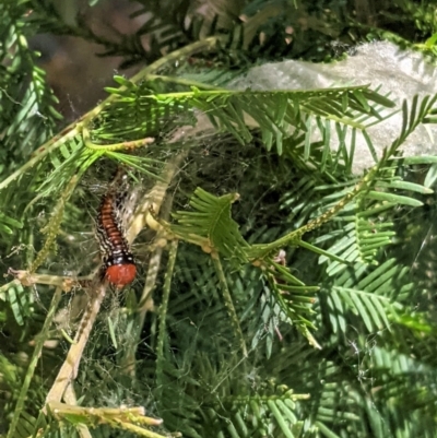 Spectrotrota fimbrialis (A Pyralid moth) at Red Hill Nature Reserve - 20 Jan 2021 by JackyF