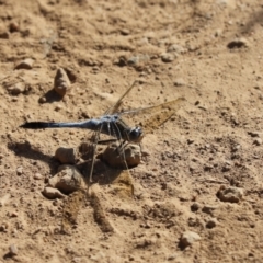 Orthetrum caledonicum (Blue Skimmer) at Hall, ACT - 20 Jan 2021 by Tammy