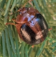 Dicranosterna immaculata (Acacia leaf beetle) at Deakin, ACT - 20 Jan 2021 by JackyF