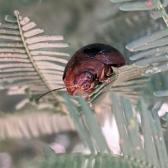 Dicranosterna immaculata at Deakin, ACT - 20 Jan 2021