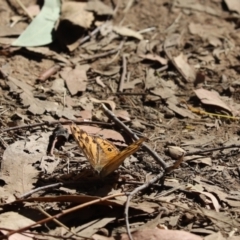 Heteronympha merope (Common Brown Butterfly) at Hall, ACT - 19 Jan 2021 by Tammy