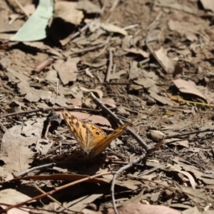 Heteronympha merope at Hall, ACT - 20 Jan 2021 08:21 AM