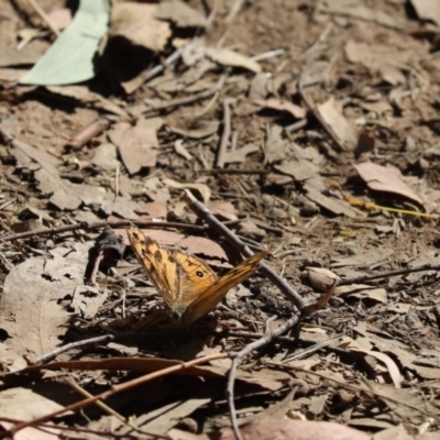 Heteronympha merope (Common Brown Butterfly) at Hall, ACT - 20 Jan 2021 by Tammy