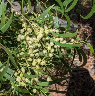 Acacia implexa (Hickory Wattle, Lightwood) at Red Hill Nature Reserve - 20 Jan 2021 by JackyF