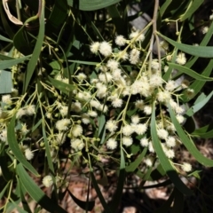 Acacia implexa at Deakin, ACT - 20 Jan 2021