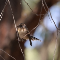 Rhipidura albiscapa (Grey Fantail) at Jacka, ACT - 19 Jan 2021 by Tammy