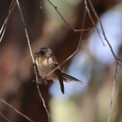 Rhipidura albiscapa (Grey Fantail) at Jacka, ACT - 19 Jan 2021 by Tammy