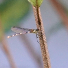 Austrolestes leda (Wandering Ringtail) at Hughes, ACT - 18 Jan 2021 by JackyF