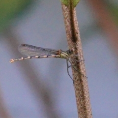 Austrolestes leda at Hughes, ACT - 19 Jan 2021 08:56 AM