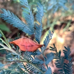 Aglaopus pyrrhata (Leaf Moth) at Murrumbateman, NSW - 20 Jan 2021 by SimoneC
