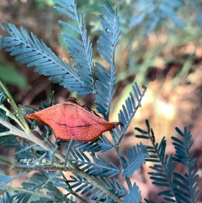 Aglaopus pyrrhata (Leaf Moth) at Murrumbateman, NSW - 20 Jan 2021 by SimoneC