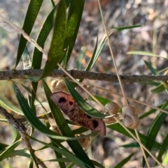 Aglaopus pyrrhata at Murrumbateman, NSW - 20 Jan 2021