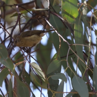 Acanthiza lineata (Striated Thornbill) at Jacka, ACT - 20 Jan 2021 by Tammy