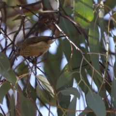 Acanthiza lineata (Striated Thornbill) at Jacka, ACT - 19 Jan 2021 by Tammy