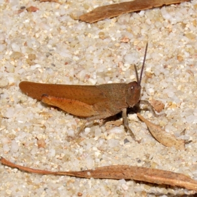 Goniaea opomaloides (Mimetic Gumleaf Grasshopper) at Paddys River, ACT - 19 Jan 2021 by RodDeb