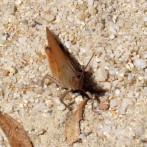 Goniaea opomaloides at Paddys River, ACT - 19 Jan 2021