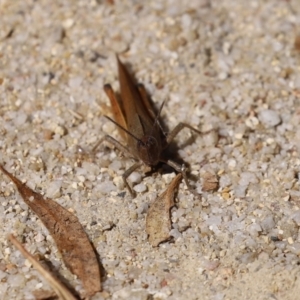 Goniaea opomaloides at Paddys River, ACT - 19 Jan 2021