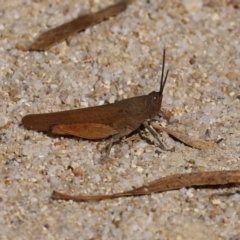 Goniaea opomaloides at Paddys River, ACT - 19 Jan 2021