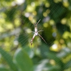 Trichonephila edulis (Golden orb weaver) at Hughes, ACT - 20 Jan 2021 by JackyF