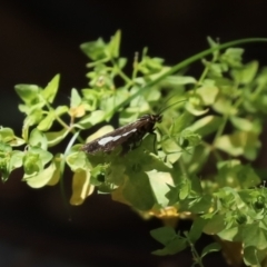 Nyctemera amicus (Senecio Moth, Magpie Moth, Cineraria Moth) at Tidbinbilla Nature Reserve - 19 Jan 2021 by RodDeb