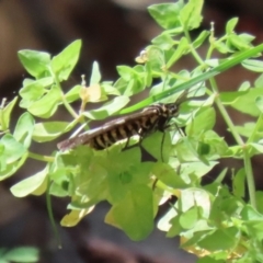 Nyctemera amicus at Paddys River, ACT - 19 Jan 2021