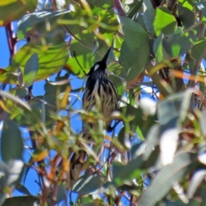 Phylidonyris novaehollandiae at Paddys River, ACT - 19 Jan 2021