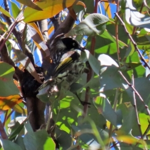 Phylidonyris novaehollandiae at Paddys River, ACT - 19 Jan 2021