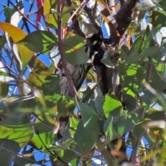 Phylidonyris novaehollandiae at Paddys River, ACT - 19 Jan 2021