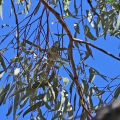 Phylidonyris novaehollandiae at Paddys River, ACT - 19 Jan 2021