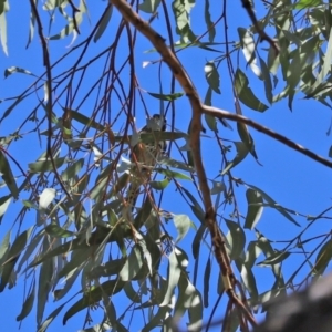 Phylidonyris novaehollandiae at Paddys River, ACT - 19 Jan 2021