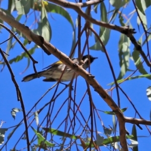 Phylidonyris novaehollandiae at Paddys River, ACT - 19 Jan 2021