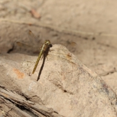 Diplacodes haematodes (Scarlet Percher) at Jacka, ACT - 20 Jan 2021 by Tammy