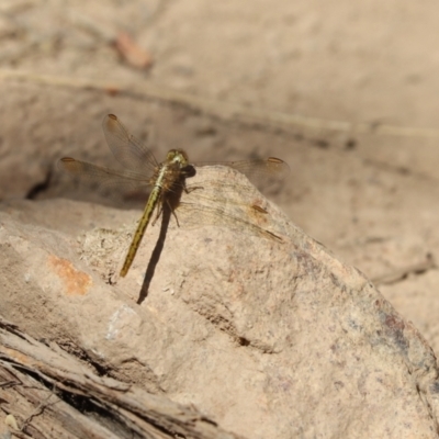 Diplacodes haematodes (Scarlet Percher) at Jacka, ACT - 19 Jan 2021 by Tammy