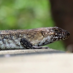 Egernia cunninghami (Cunningham's Skink) at Tidbinbilla Nature Reserve - 19 Jan 2021 by RodDeb