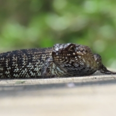 Egernia cunninghami at Paddys River, ACT - 19 Jan 2021