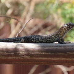 Egernia cunninghami at Paddys River, ACT - 19 Jan 2021