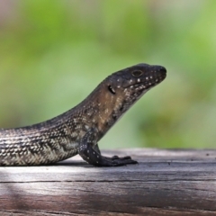 Egernia cunninghami at Paddys River, ACT - 19 Jan 2021