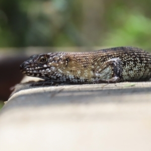 Egernia cunninghami at Paddys River, ACT - 19 Jan 2021