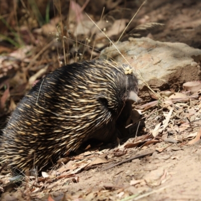 Tachyglossus aculeatus (Short-beaked Echidna) at Hall, ACT - 20 Jan 2021 by Tammy